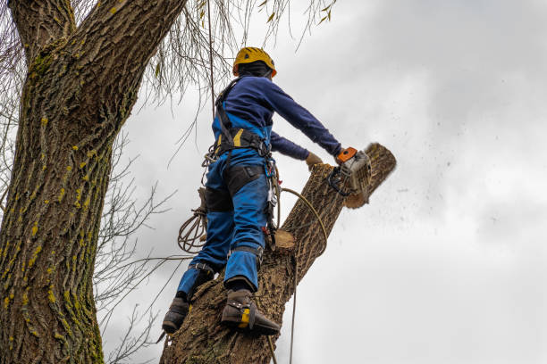 How Our Tree Care Process Works  in  Kingston Estates, NJ